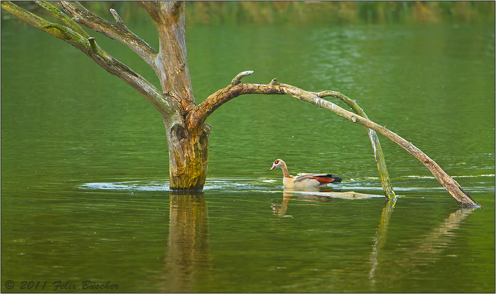 Nilgans