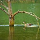 Nilgans