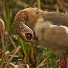 Nilgans 2