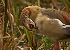 Nilgans 2