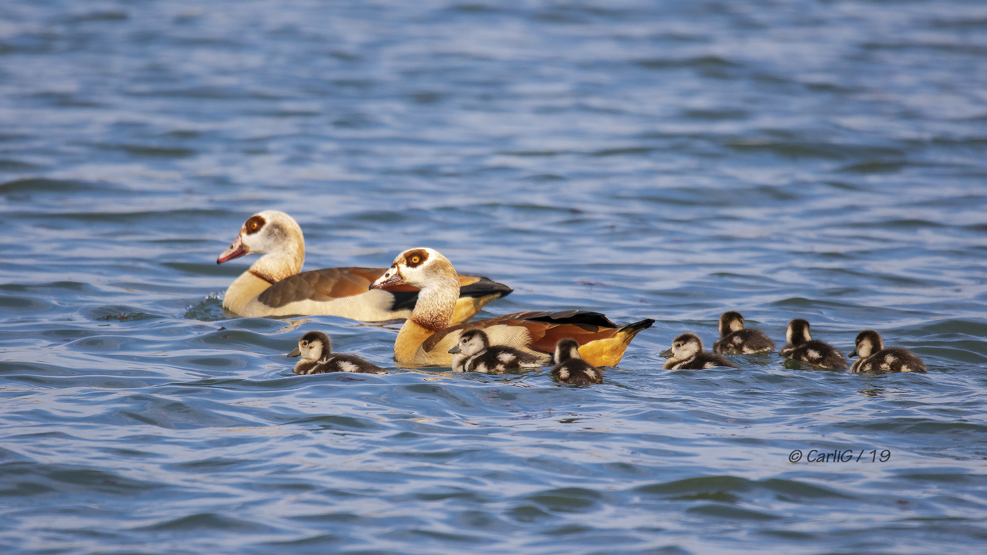 Nilgans 2