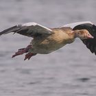 Nilgans #2