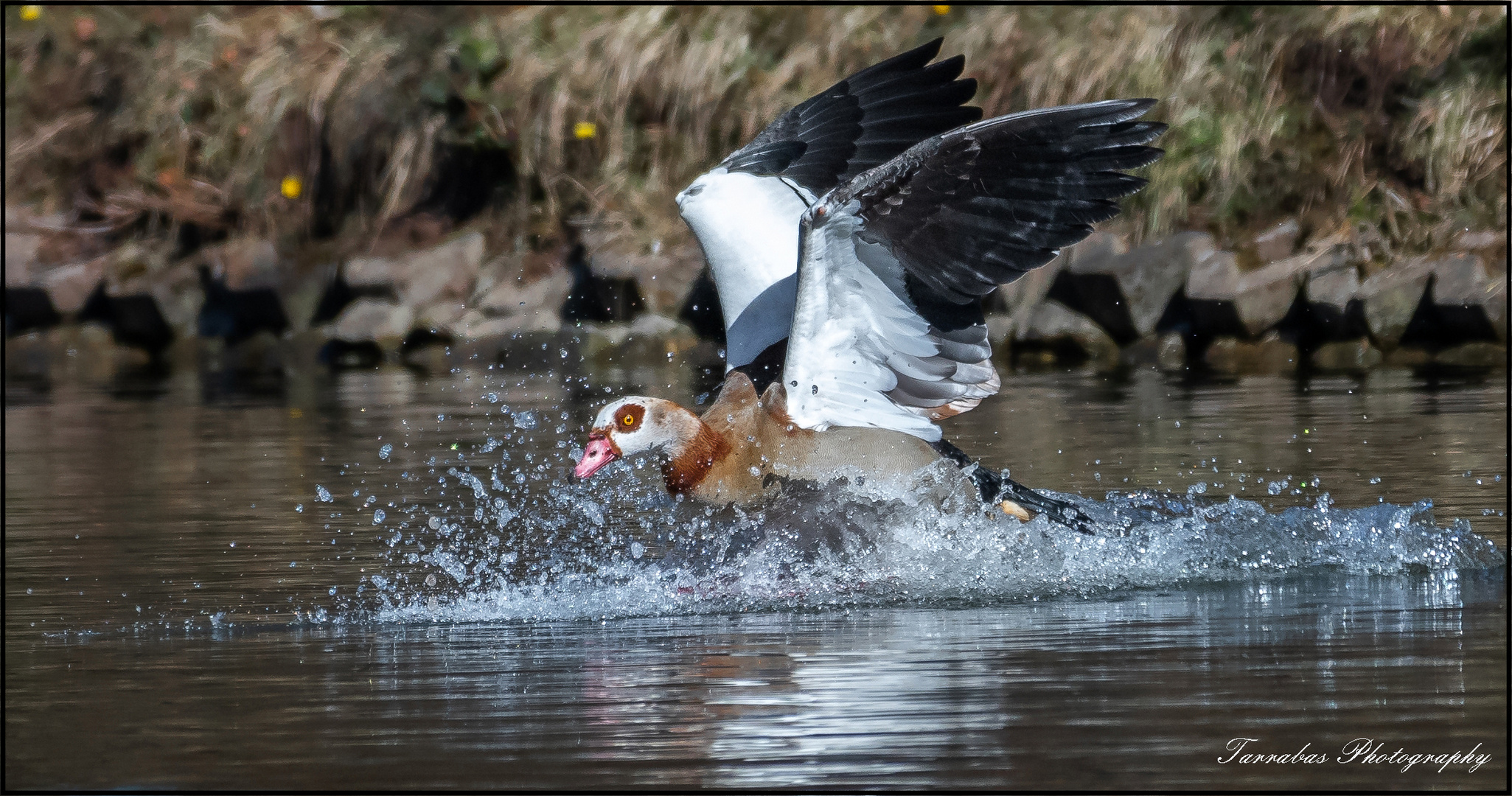 Nilgans 2