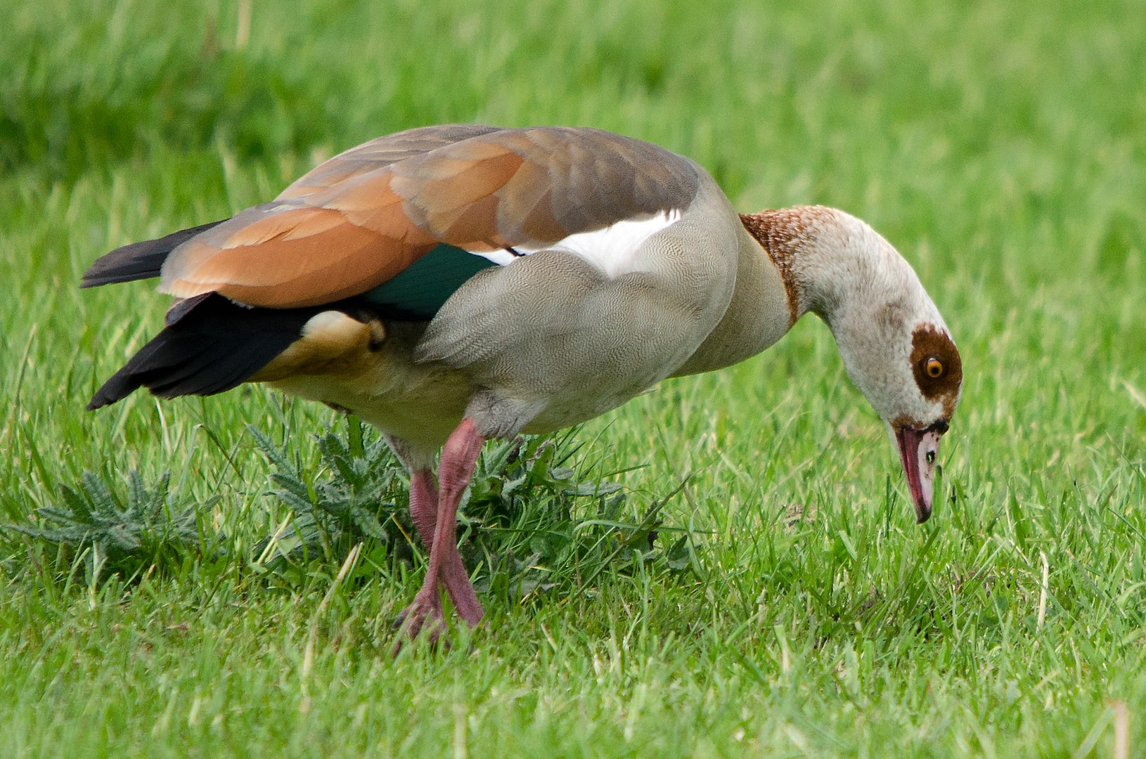 Nilgans 2