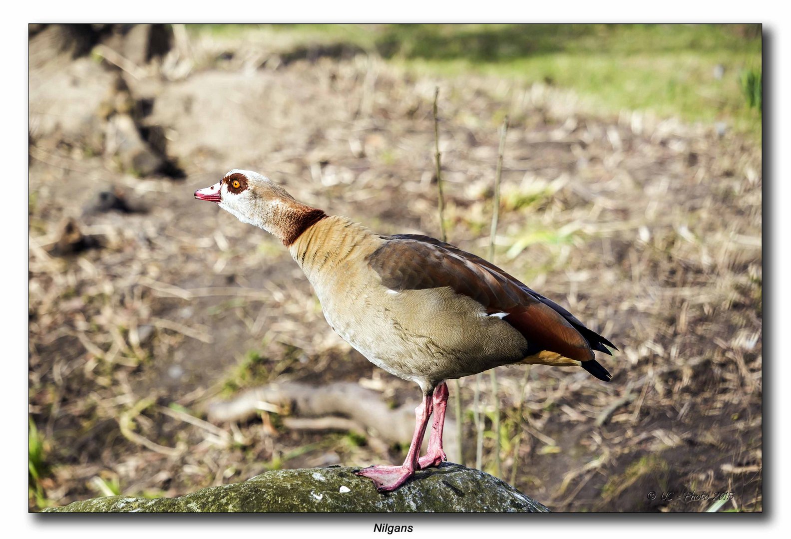 Nilgans #2