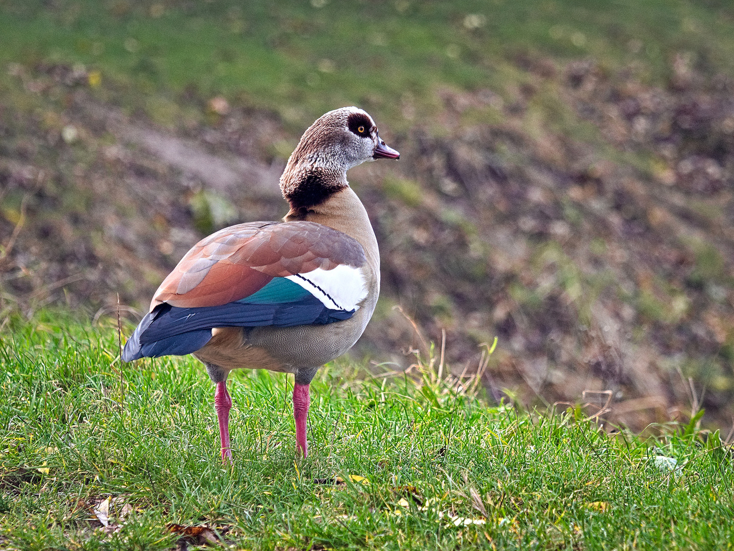 Nilgans