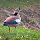 Nilgans