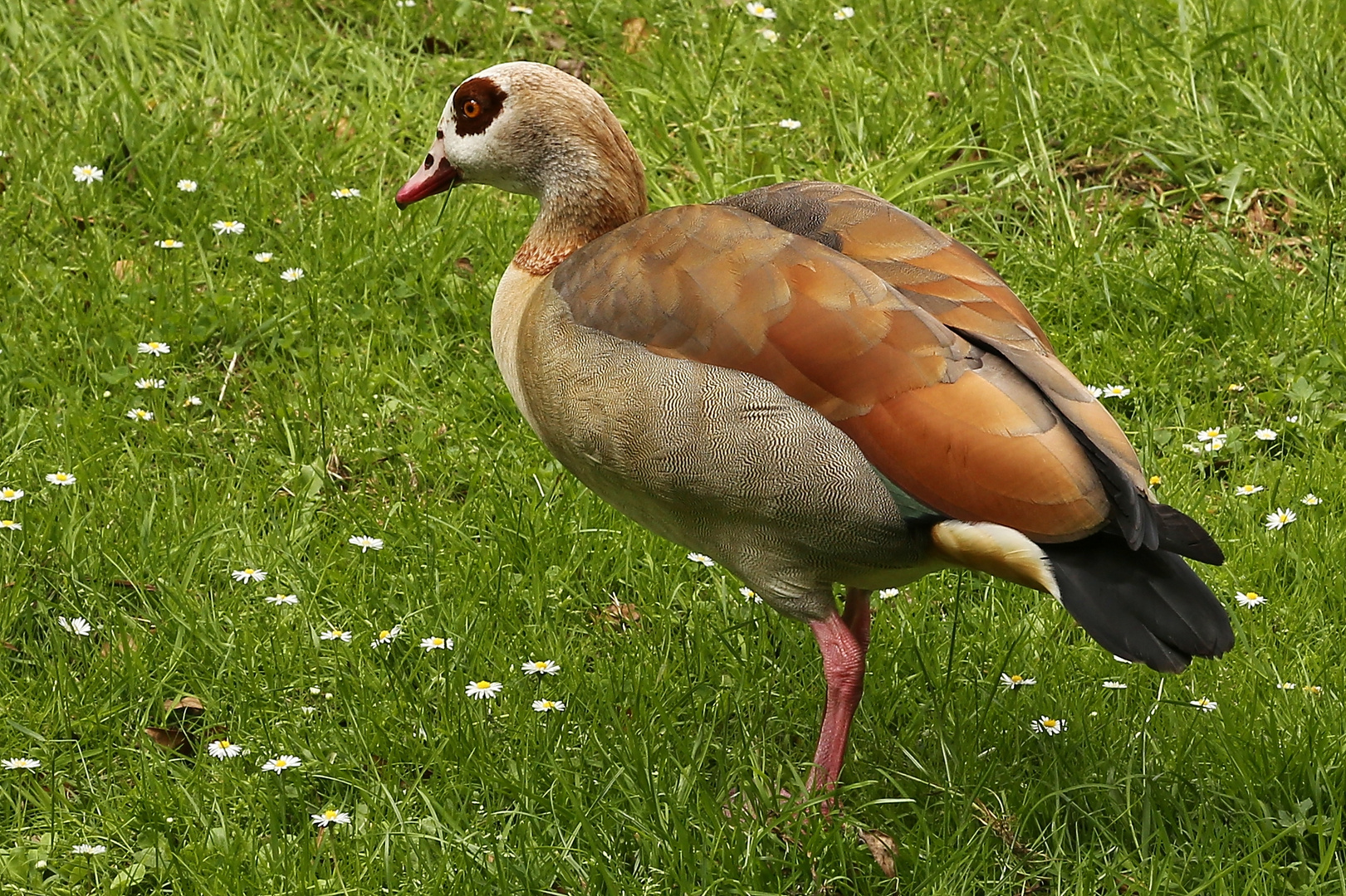 Nilgans (2016_05_31_EOS 6D_5949_ji)