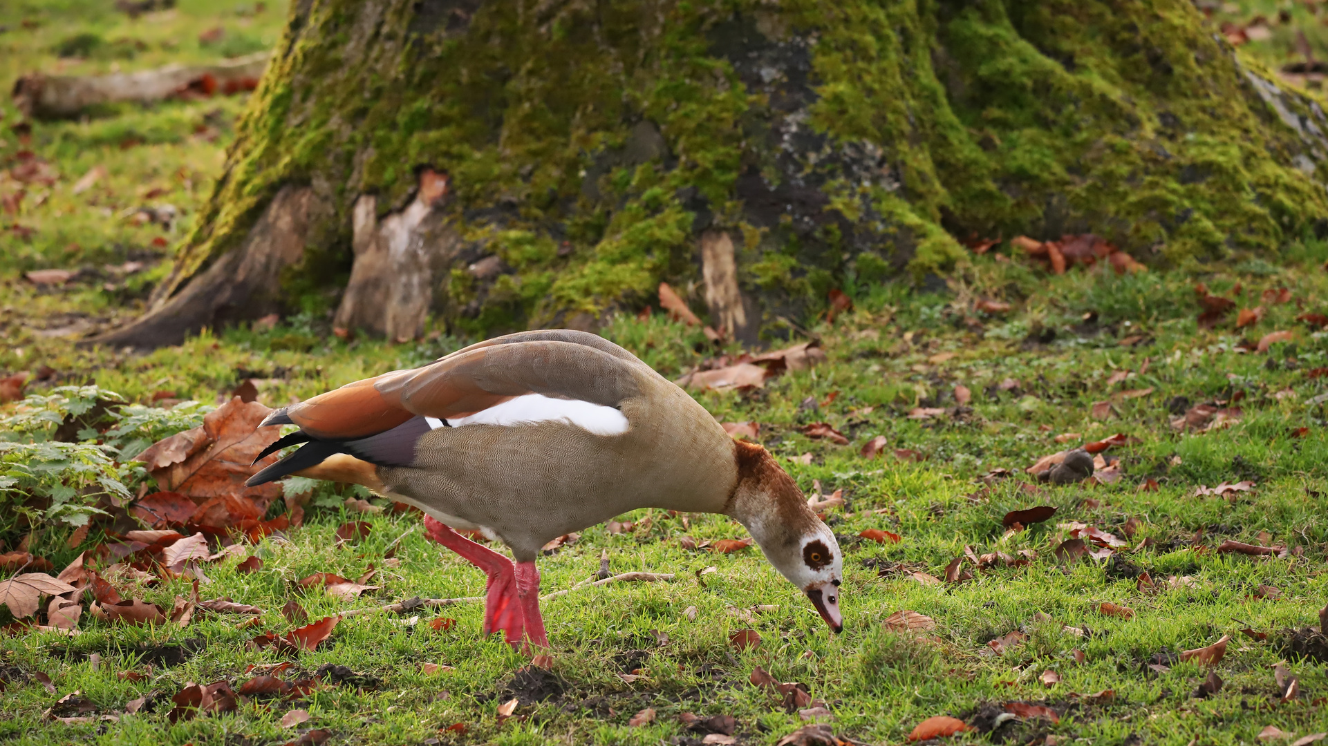 Nilgans (2021_12_08_6003_ji)