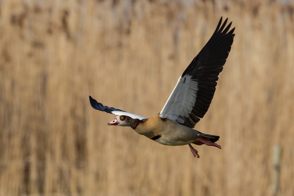 Nilgans