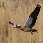 Nilgans