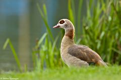 Nilgans 2/09