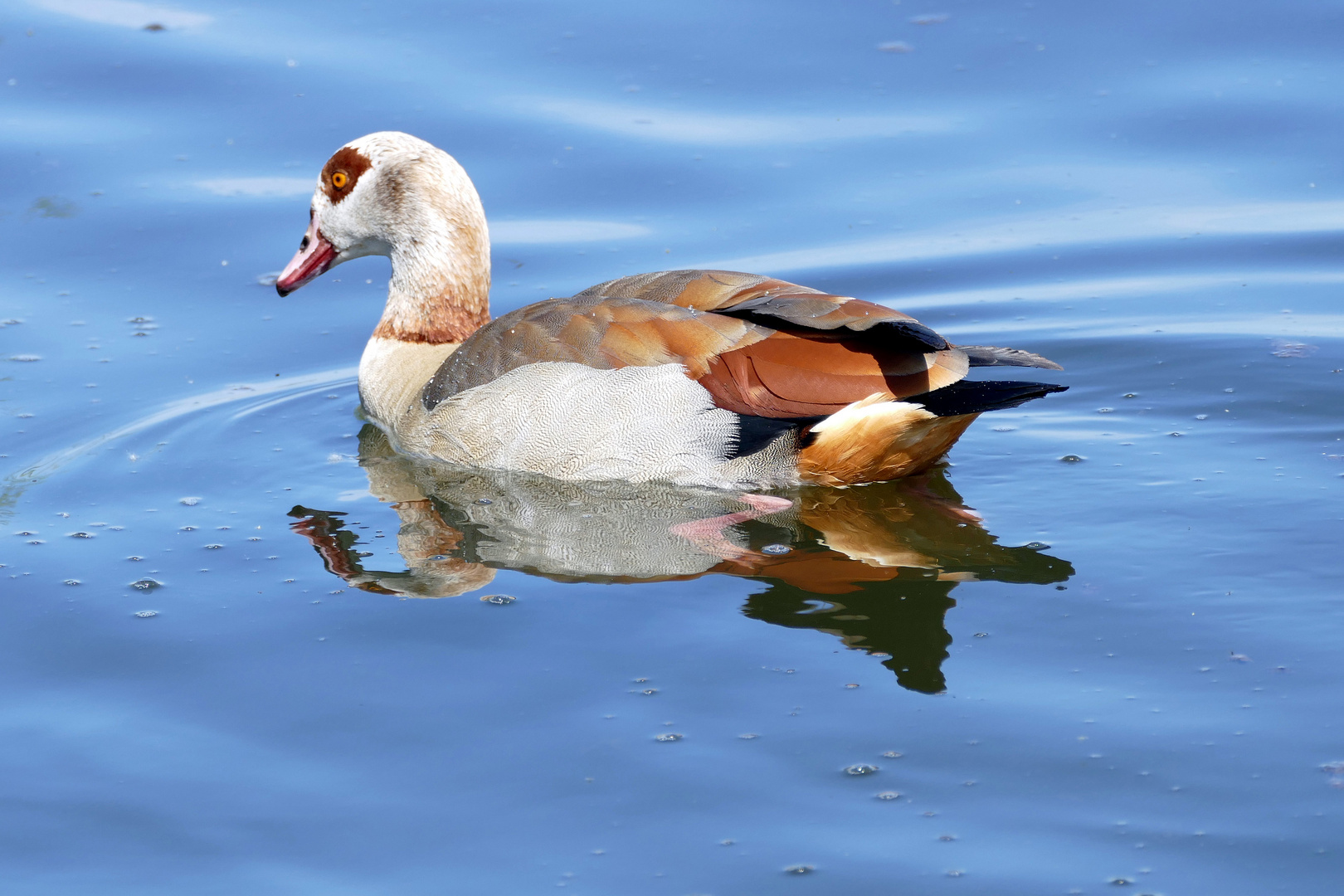 Nilgans