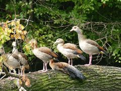 Nilgans