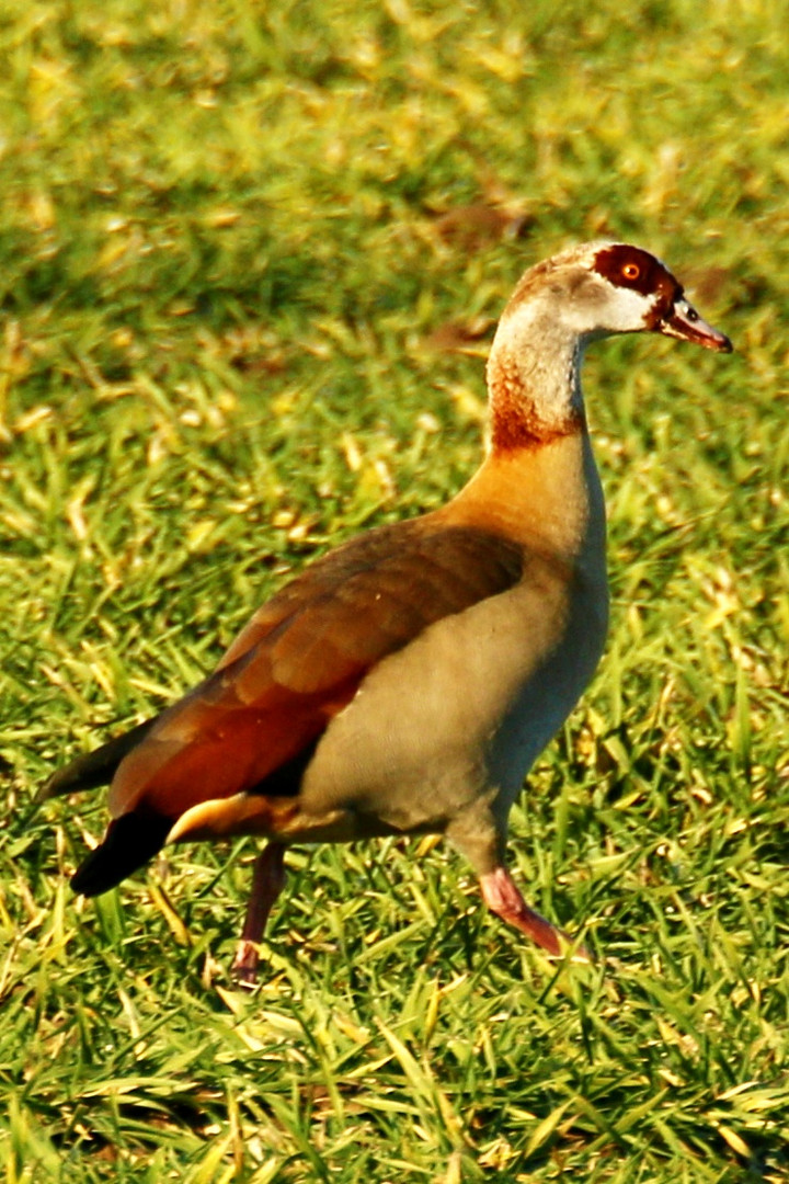 Nilgans