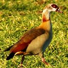 Nilgans