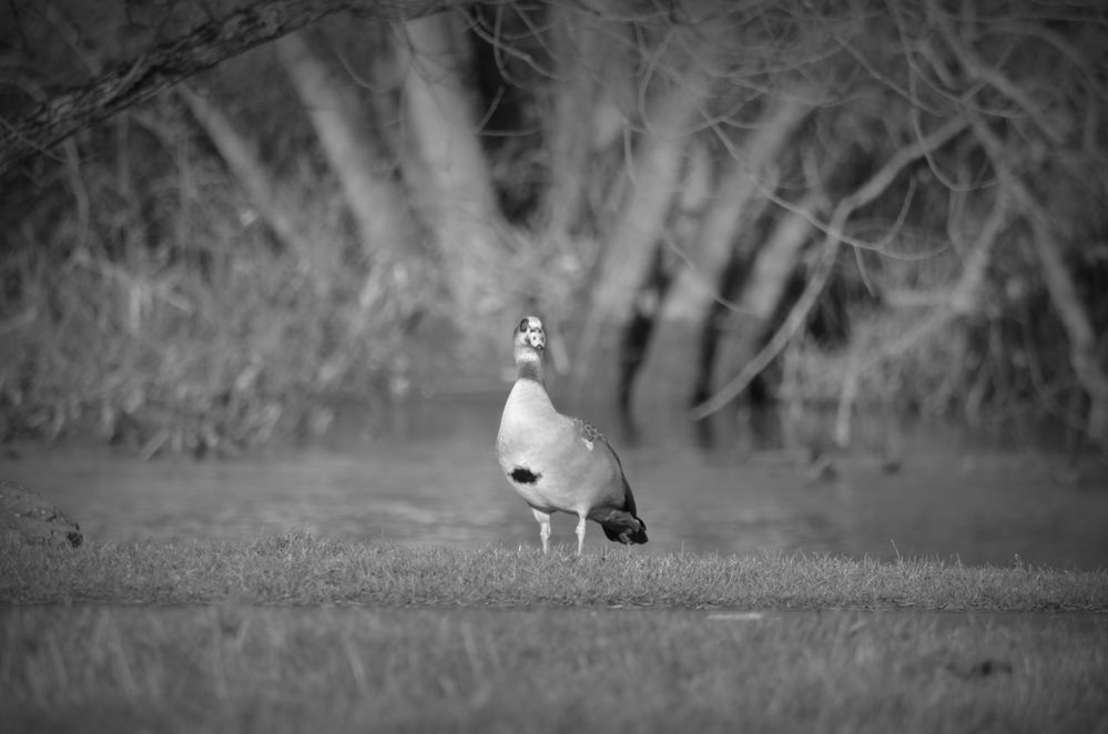 Nilgans