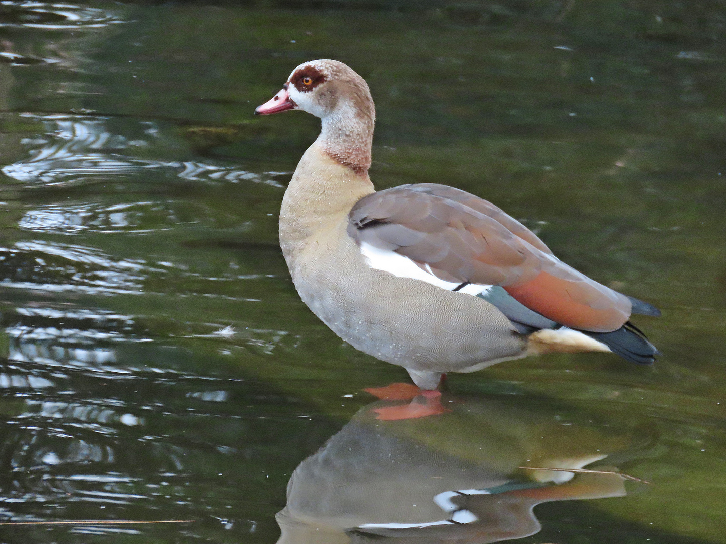 Nilgans (25.01.2023)