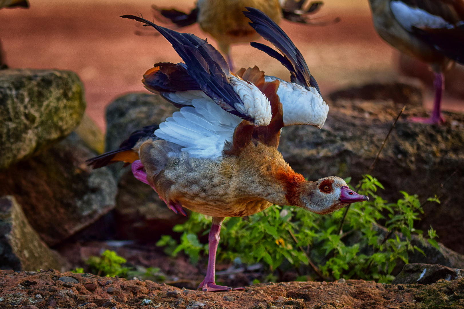 Nilgans