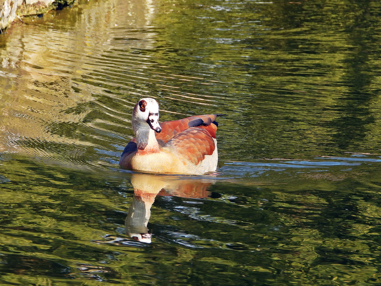 Nilgans (27.02.2024)