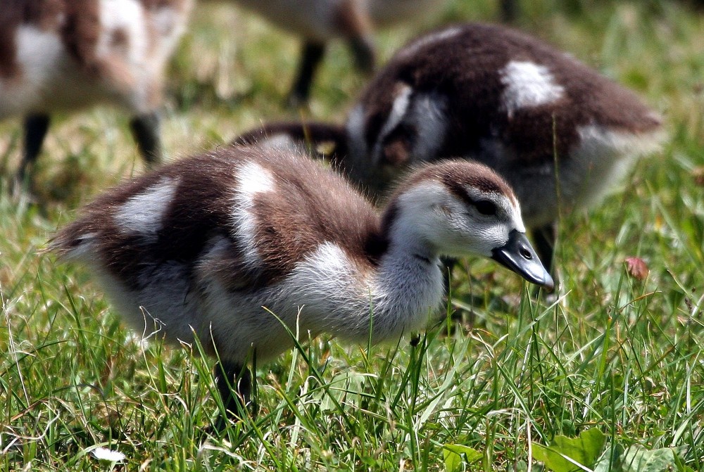 Nilgans