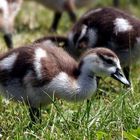 Nilgans