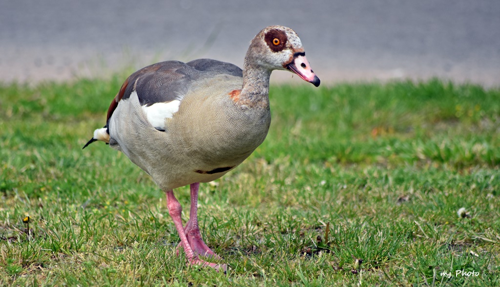 Nilgans