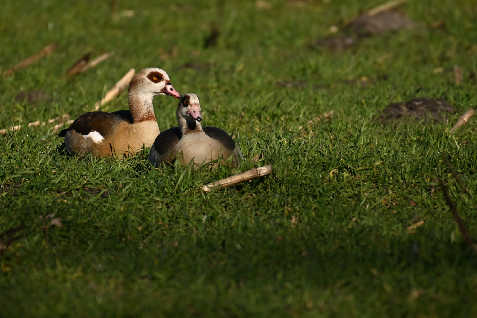 Nilgans