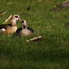 Nilgans