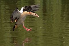 Nilgans, 28.5.2016