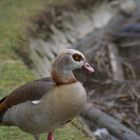 Nilgans