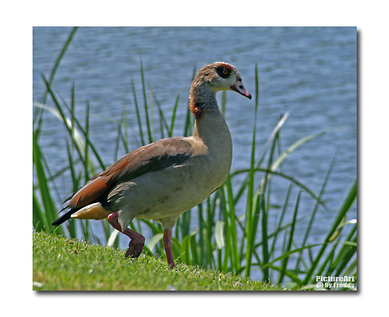 Nilgans