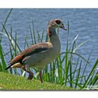 Nilgans