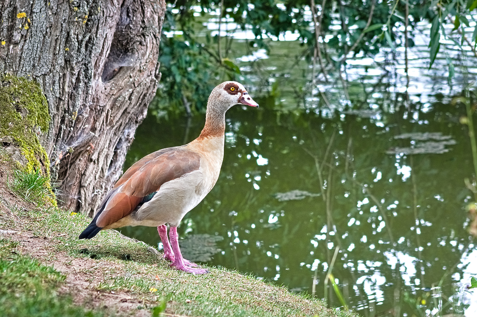 Nilgans