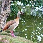 Nilgans