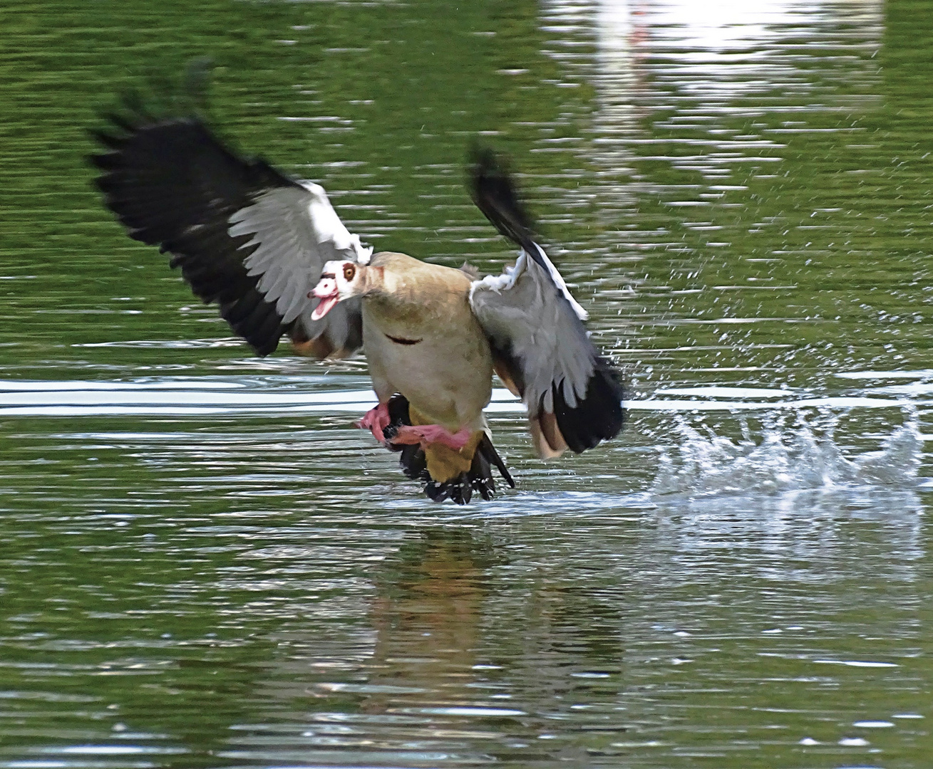 Nilgans