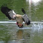 Nilgans