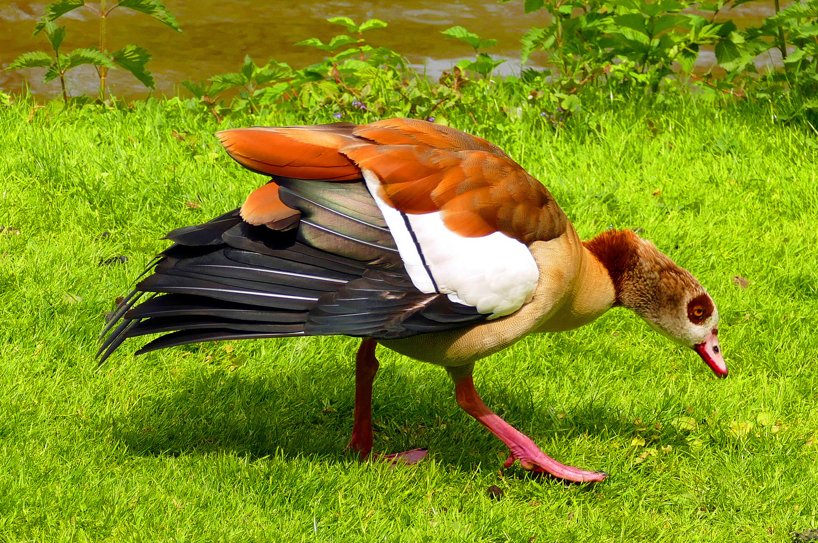 Nilgans