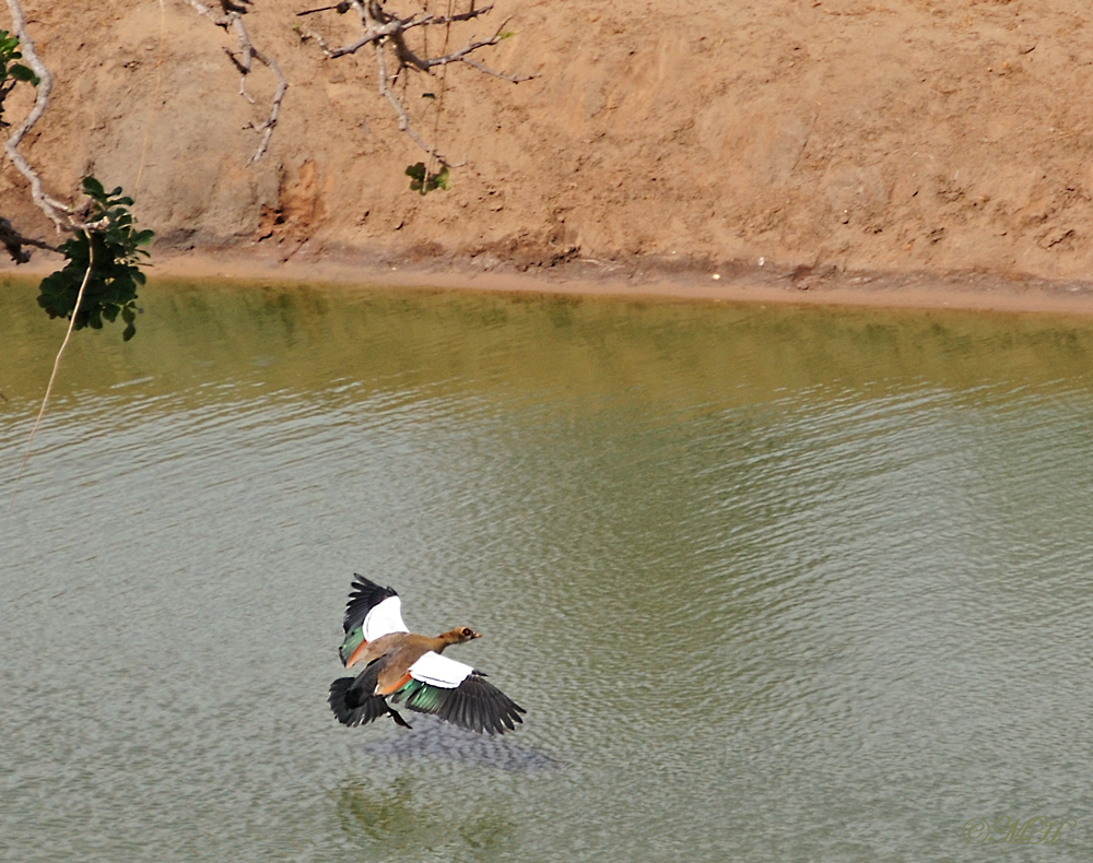 Nilgans