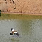 Nilgans