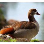 Nilgans