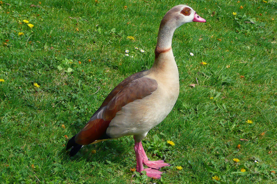 Nilgans