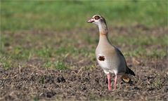 Nilgans