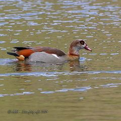 Nilgans