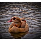 Nilgans