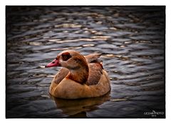 Nilgans