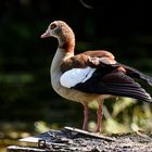 Nilgans