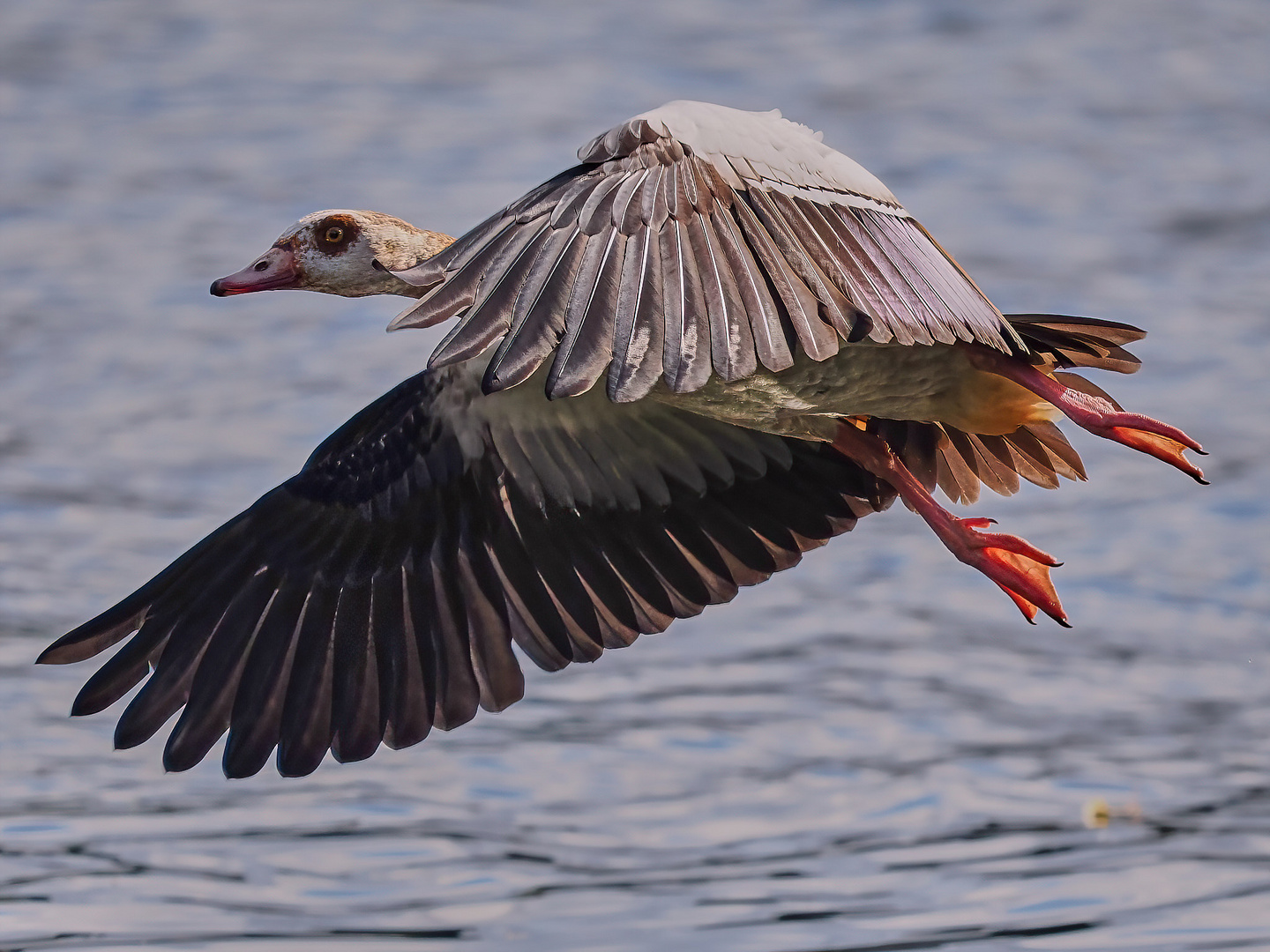 Nilgans ...