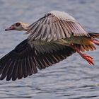 Nilgans ...