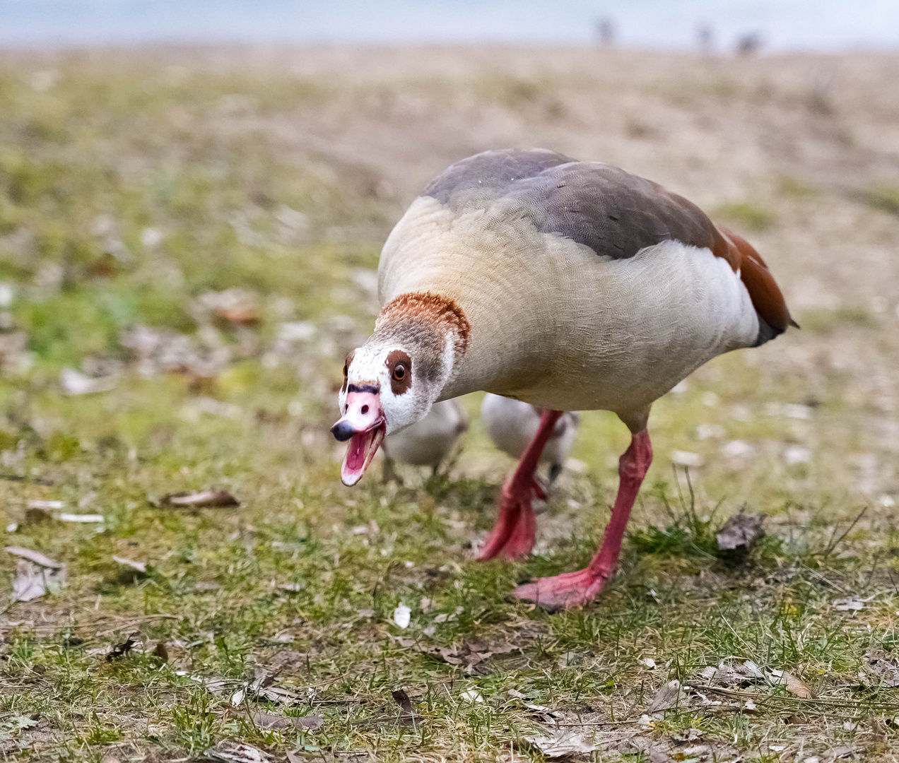 Nilgans